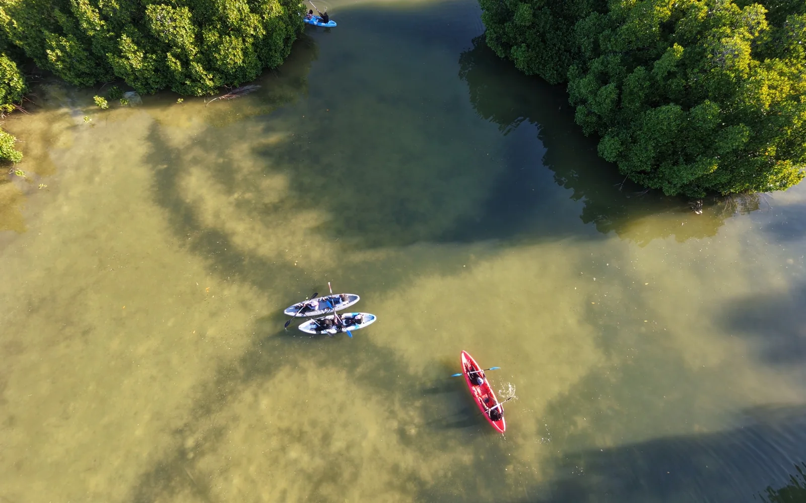 Mangrove Canoe Trip
