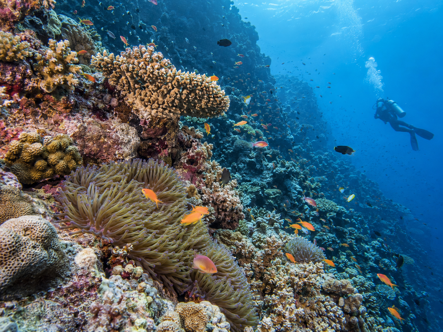 Diving experience in the waters of Addu City, Maldives