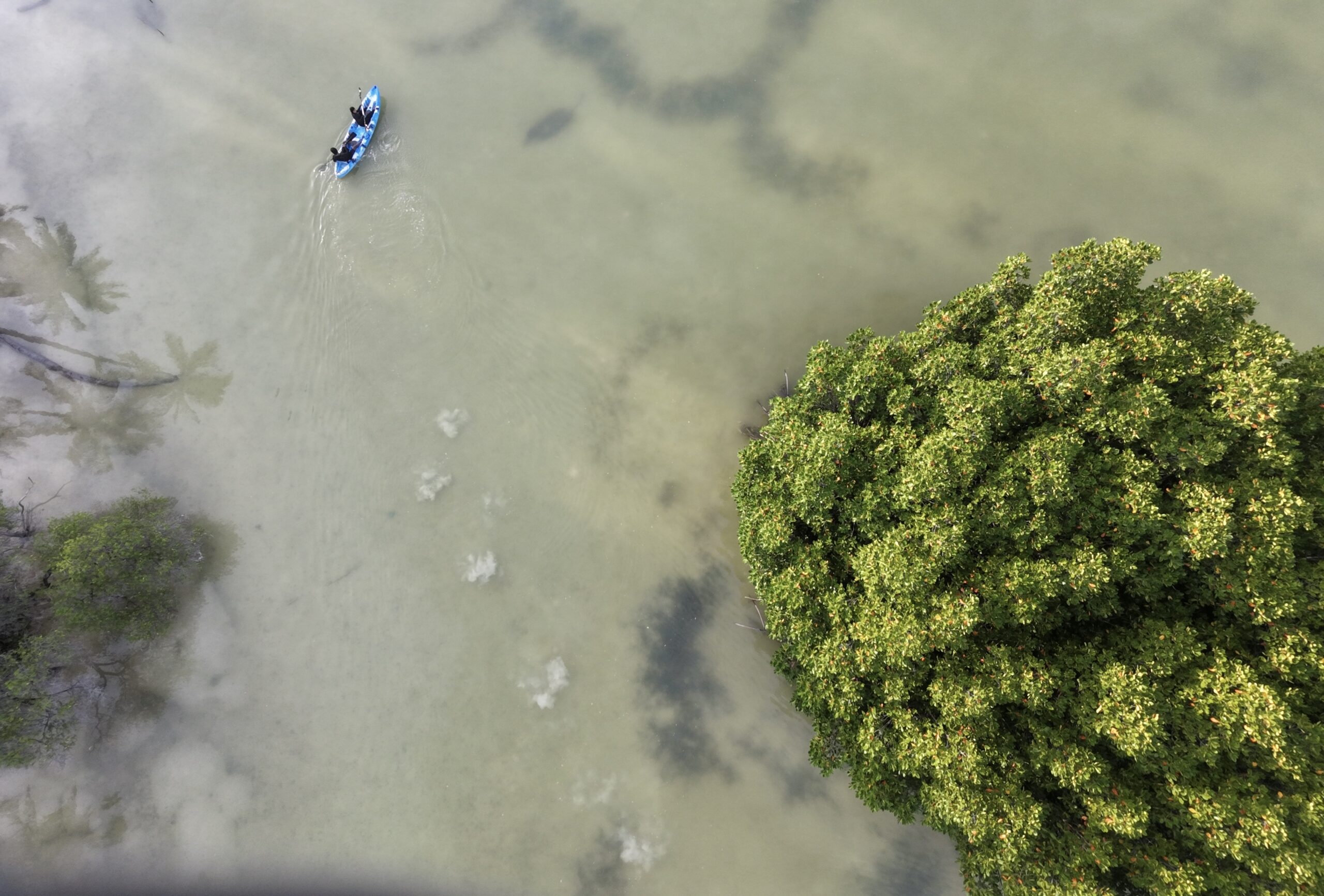 Mangrove Canoe Trip