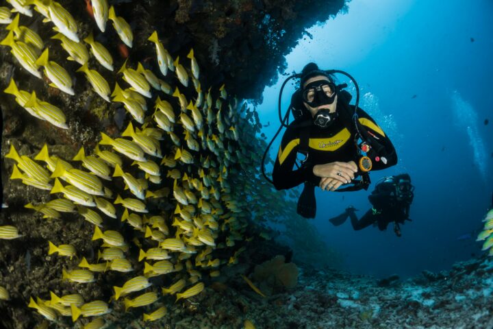 Diving experience in Addu, Maldives