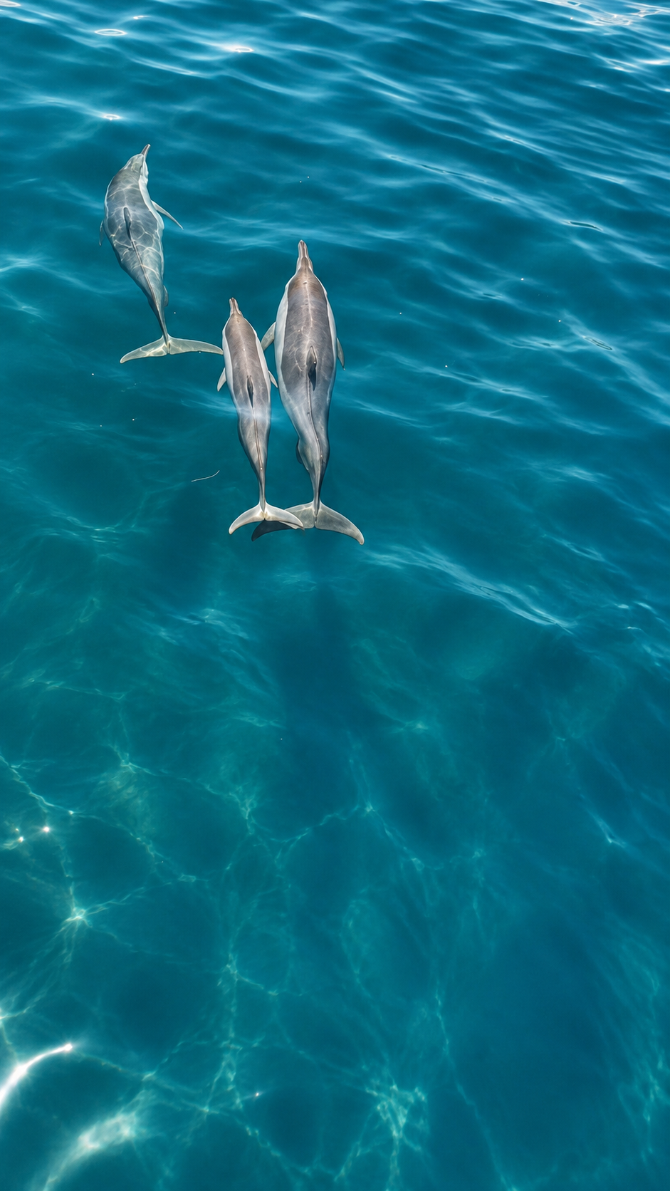 Small group of dolphins swimming in the southern waters of Addu City