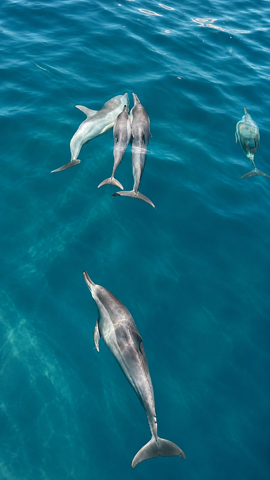 Dolphins moving together near the surface in Addu City's southern waters