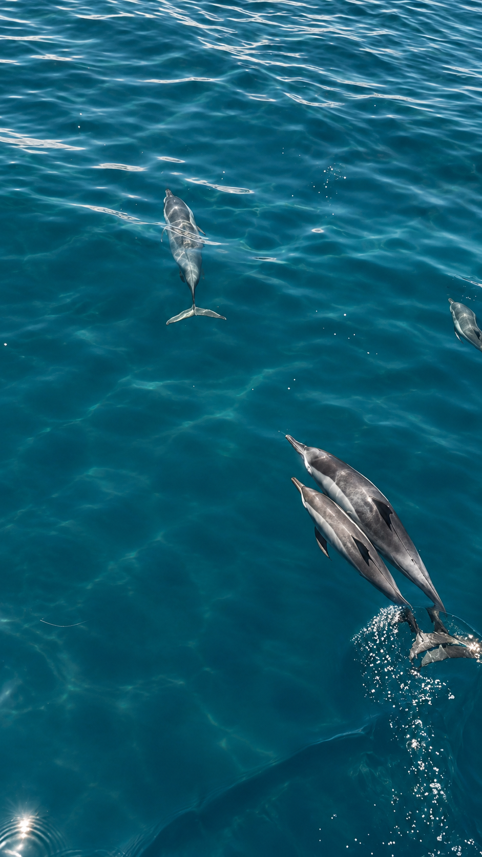 Dolphins swimming close to the surface during an Addu City cruise