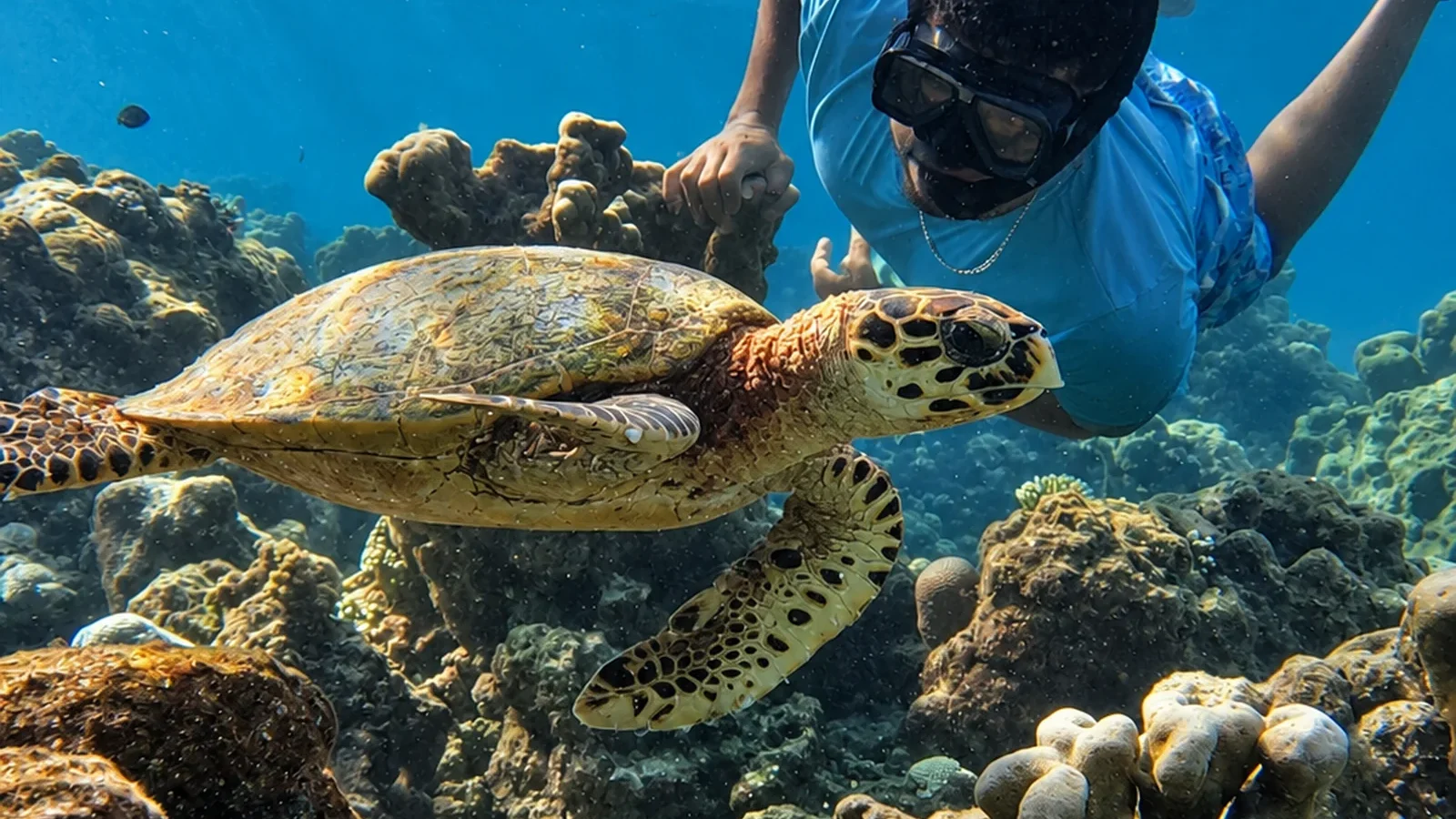 Introduction to Snorkeling