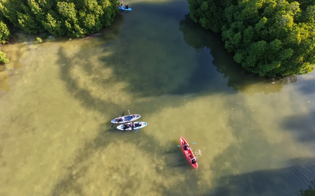 Mangrove Canoe Trip