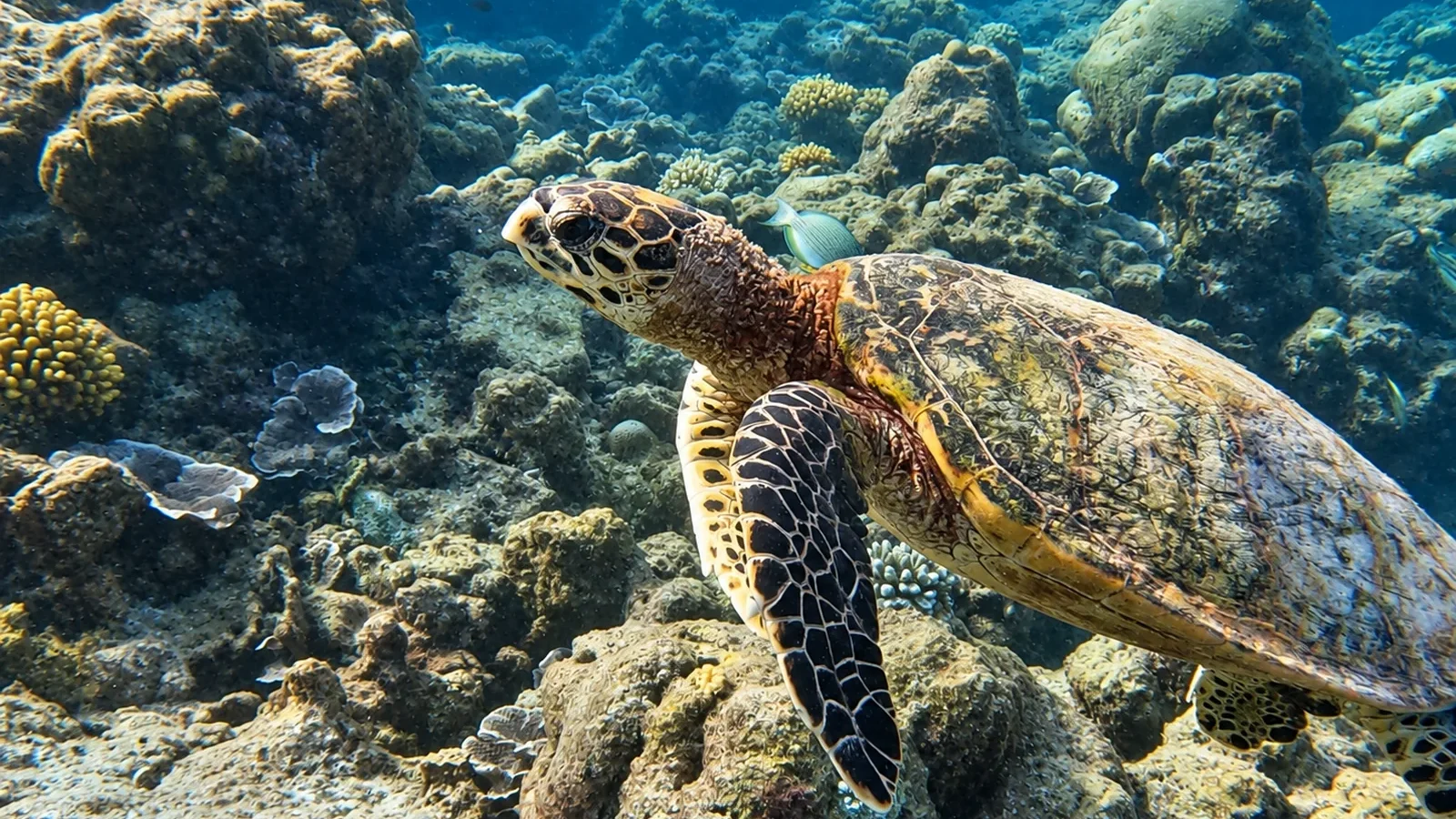 Snorkeling Boat Trip
